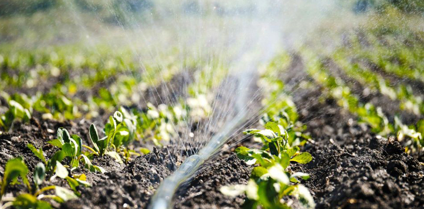 Kənd Təsərrufatı